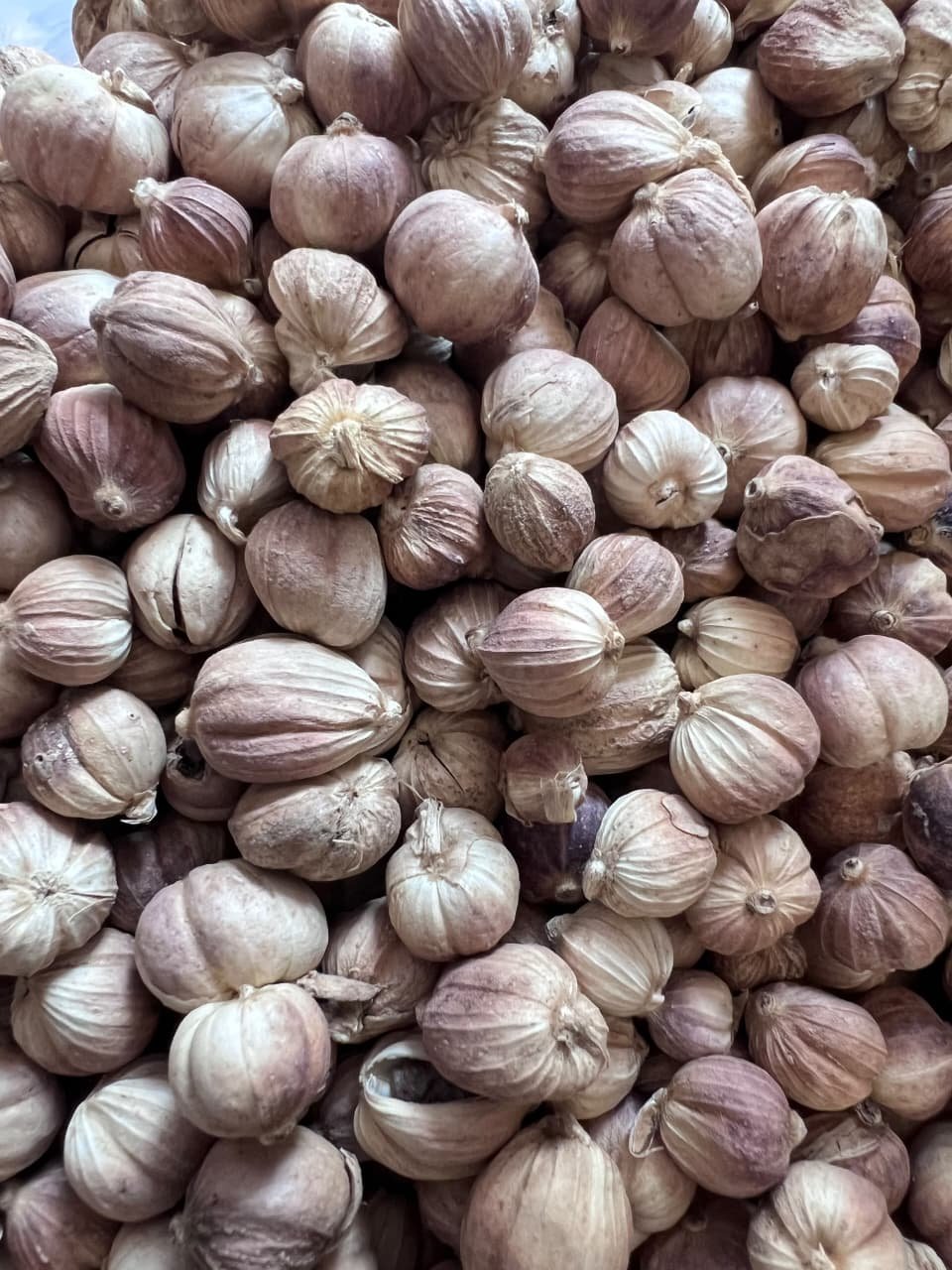 Indonesian Local Cardamom / Kapulaga Lokal