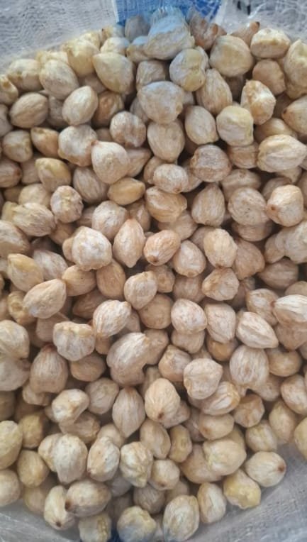 Indonesian Candlenut / Kemiri